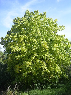 Acer rufinerve