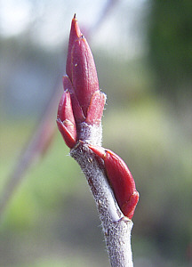 Knospe von Aronia