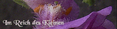 www.bluetenwelten.de