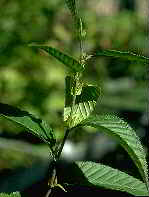 Alnus firma