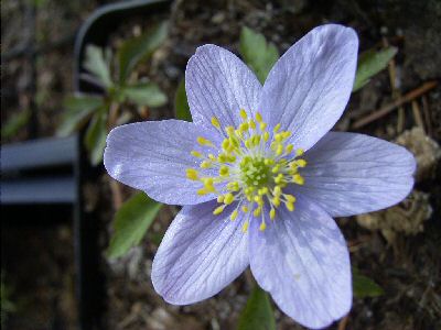 Blue Bonnet