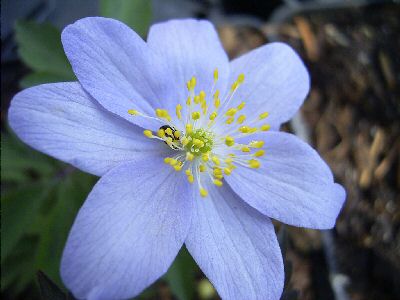 Caerulea