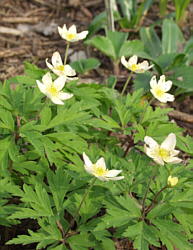 Anemone lipsae Hybr Seemannii