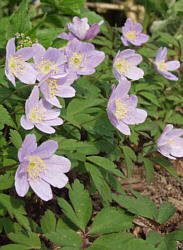Robinsoniana