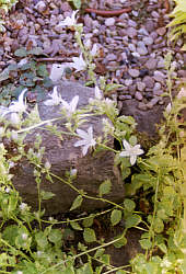 Campanula poscharskyana 'Silberregen'
