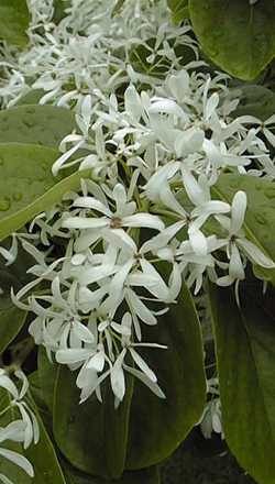 Chionanthus retusus