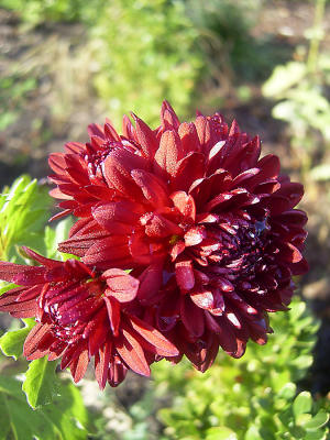 Dendranthema_grandiflorum_Herbstrubin