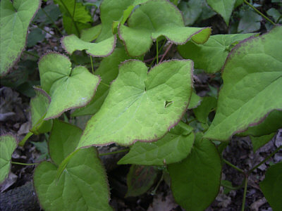Epimediumblatt