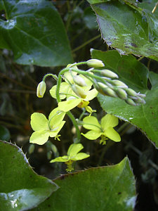 Epimedium perralchicum Frohnleiter