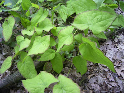 Epimediumblatt
