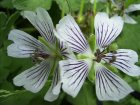 Geranium renardii
