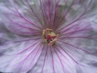 Apfelbl&uuml;te
