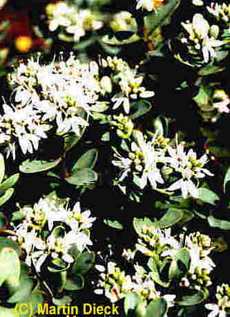 Hebe Glaucophylla