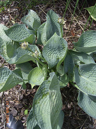 Abiqua Drinking Gourd