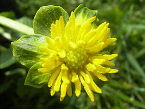 Ranunculus ficaria 'Yaffle'