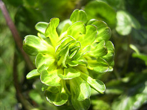 Ranunculus ficaria 'Green Petal'