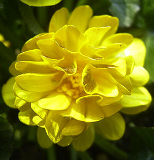 Ranunculus fricaria 'Double Brown'