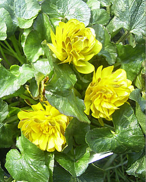 Ranunculus fricaria 'Double Brown'