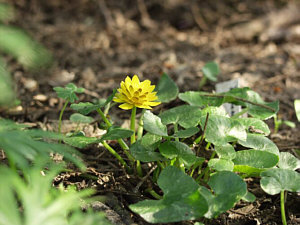 Ranunculus ficaria 'Flore Pleno'