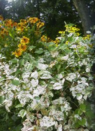 Staudengarten