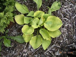 Golden Medaillon