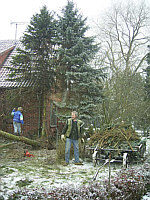 Baumrodung