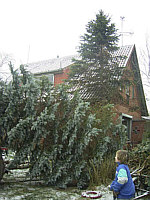Baumrodung