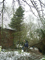 Baumrodung