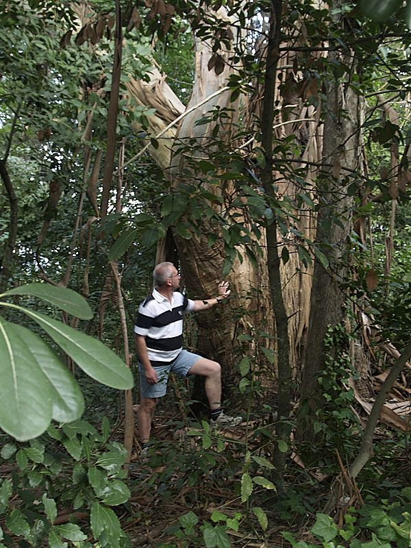 Eucalyptus Mon Repos (Korfu)