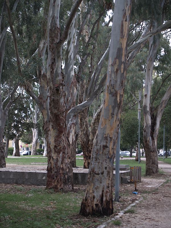 Eucalyptus auf korfu