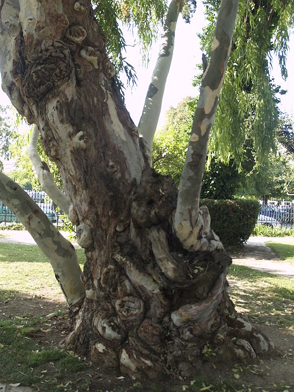 Eucalyptus auf korfu