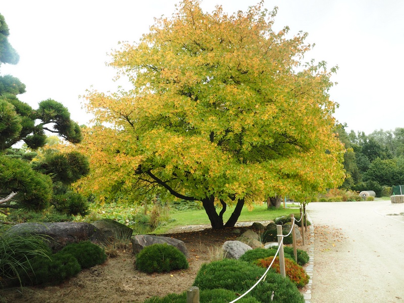 Acer in Parkanlage