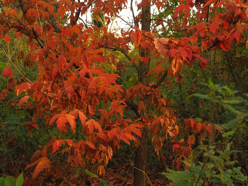 Acer griseum