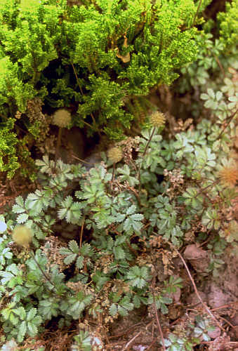 Acaena anserifolia