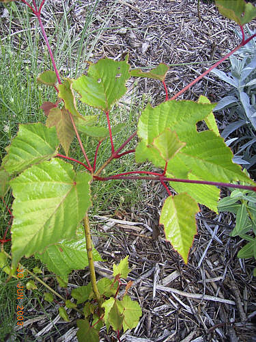 Acer grosseri var hersii