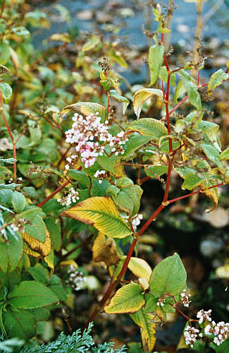 Aconogonon campanulatum