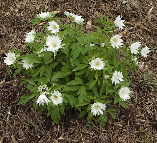 Anemone 'Bracteata Pleniflora'