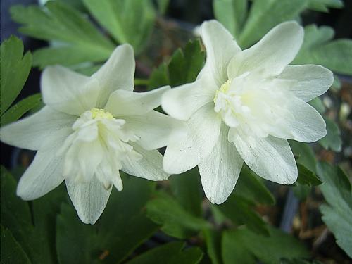 Anemone nemorosa Alba Plena