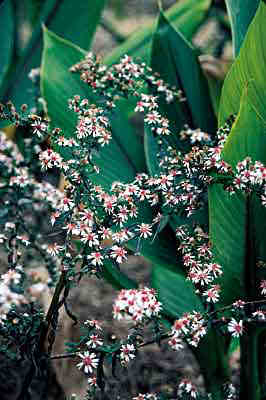 Aster 'Lady in Black'