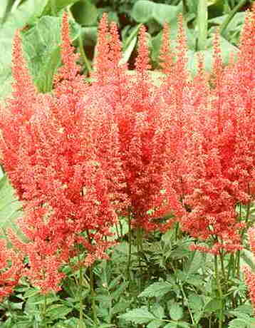 Astilbe 'Else Schluck'