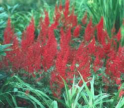 Astilbe 'Feuer'