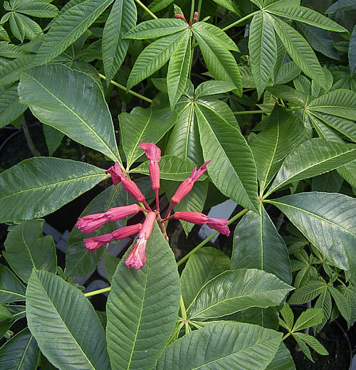 Aesculus pavia