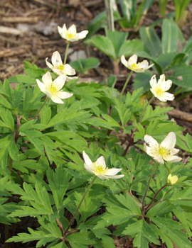 Anemone lipsae 'Seemannii