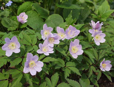 Anemone nemerosa 'Robinsoniana'