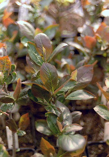 Aronia melanocarpa