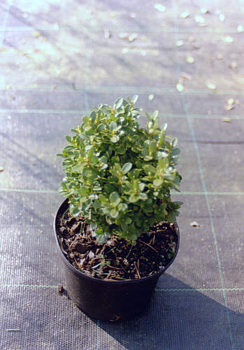 Buxus suffruticosa