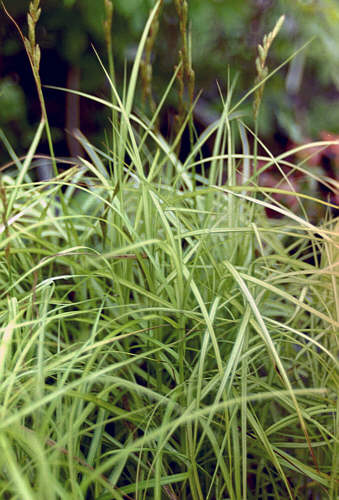 Carex musk. 'Silberstreif'