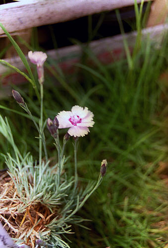 Dianthus gratianopolita 'Little Jock'