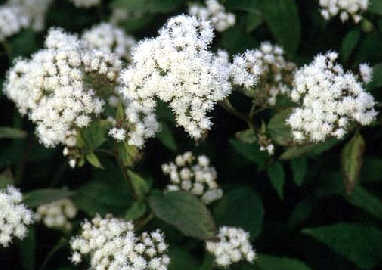 Eupatorium 'Chocolate'