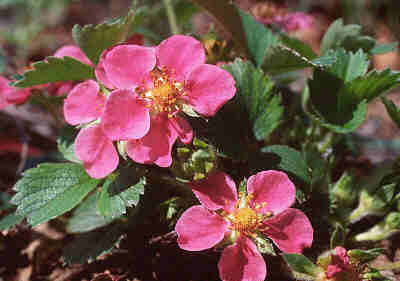 Fragaria Serenata